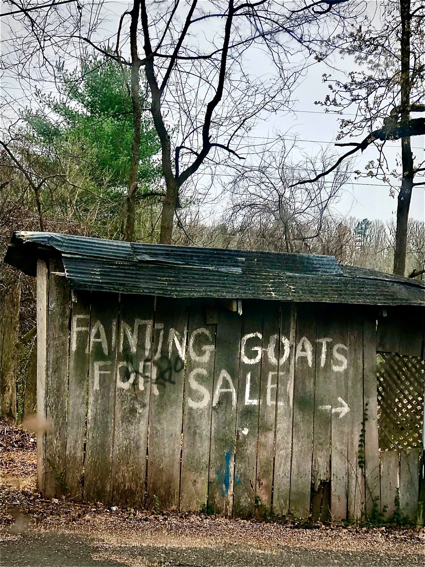 Fainting Goats For Sale