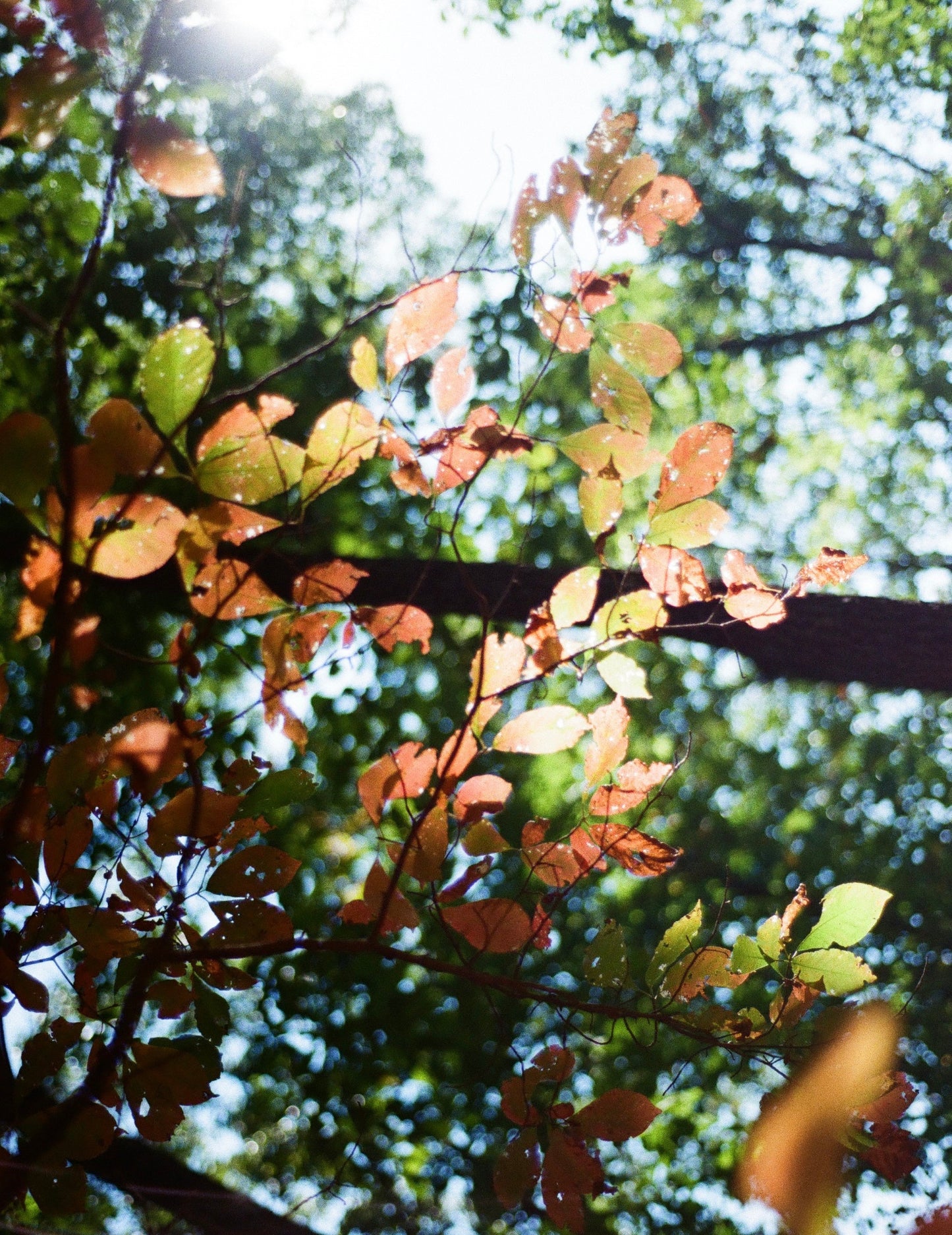 Leaves In The Sun