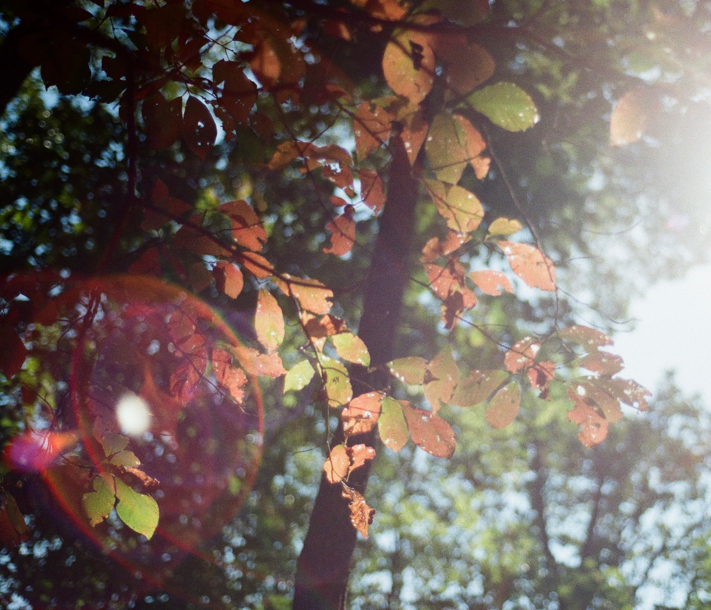 Leaves in the Sun 2